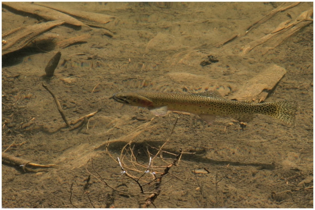 07 - Rocky Mountains NP (19) - Truite Arc-en-ciel.jpg
